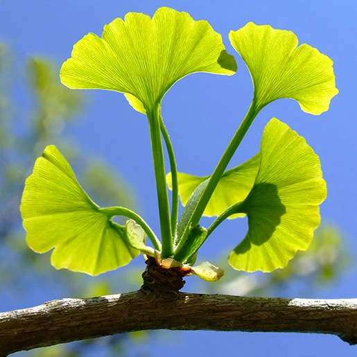 2025-02-Ginkgo-Biloba-Leaf